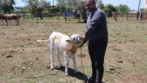 Yerli Irklar Hayvancılıkta Tercih Ediliyor