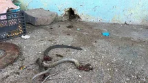 Yılanı Vurmak İsterken 5 Kişiyi Yaraladı