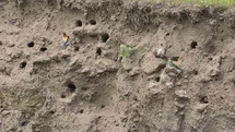 Güroymak'ta Arı Kuşları Şöleni