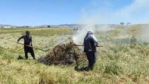 Gaziantep'te Firik Ütümü Sezonu Başladı