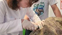 Yaralı Caretta Caretta İçin Tedavi Süreci Başladı