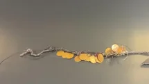 Eskişehir'de Kadın Hırsızlık Olayı