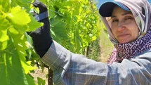 Üreticiler üzüm için zamana karşı yarışıyor