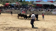 Germencik’te 63 Çift Boğa Güreşti