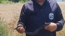 Hatay'da Yılan Yakalama Olayı