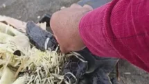 Hatay'da Yavru Deniz Kaplumbağası Kurtarıldı