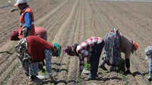 Karacabey'de Domates Sezonu Başlıyor