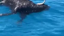 Alanya Kalesi Açıklarında Ölü Keçi Bulundu