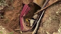 Kocaeli'de Kazılan Çukura Düşen Hayvan Kurtarıldı