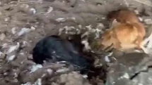 Bursa'da Sokak Köpekleri Tavukları Telef Etti