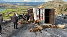 Erzincan'da Canlı Hayvan Taşıyan Kamyon Kaza Yaptı