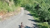 Trabzon'da Karaca Yavrularına İsim Verildi