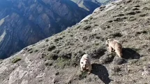 Erzincan'da Ayıların Uzaklaştırılması Komik Anlar Yaşattı