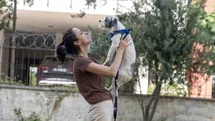 Mersin'de 1927 Köpek Sahiplendirildi