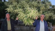 Burhaniye’de Kestane Ağaçları Çiçek Açtı