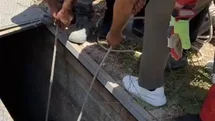 Eşek Havalandırma Boşluğundan Kurtarıldı