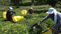 Çay Üreticilerinden Fiyat Tepkisi Rize'de
