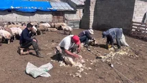 Erzincan'da Kırkım Çalışmaları Sürüyor