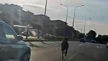 Başıboş At Bursa'da Trafiği Tehlikeye Saldı