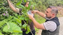 Akçakoca'da Biyolojik Mücadele Uygulaması
