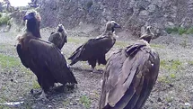 Bolu'da Nadir Kara Akbaba Görüntüleri