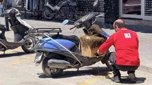 Şehrin göbeğinde oğul veren arılar ilgi odağı oldu