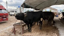 Kayseri'de Kurban Kesimi Sayısı Artış Gösterdi