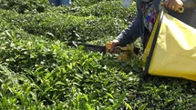 ÇAYKUR'dan Yaş Çay Alımına Ara Verme Duyurusu