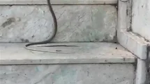 Kedinin Yılanla Oynadığı Anlar Görüntülendi