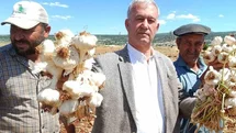 AB tescilli Araban sarımsağının hasadı başladı