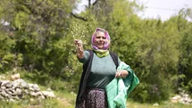 Atalık tohumlar toprakla buluştu, üreticiye can suyu oldu