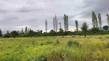 Köyceğiz'de Yağışlar Verimi Artırdı