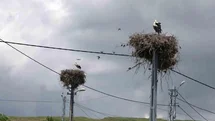 Adıyaman'da Leyleklerin Barınma Noktası