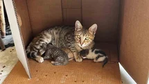 Denizli'de Kedi Yavrularına Destek