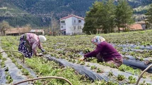 Samsun'da Tarımsal Üretici Desteği