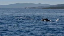 Muğla'da Yunusların Etkileyici Gösterisi