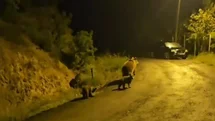Anne Ayı ve Yavruları Kızılcahamam'da Yaşadı
