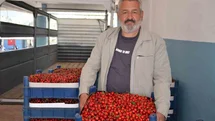 Bilecik'te Kiraz Rekoltesi Yüzleri Güldürüyor