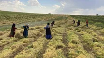 Şanlıurfa'da Mercimek Hasadı Başladı