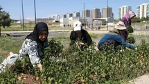 Kadınların Tıbbi Bitkilerde İlk Hasadı Diyarbakır'da Yapıldı
