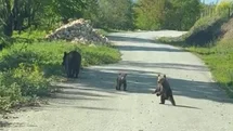 Kardeşlerin anne ayı ve yavruları ile sohbeti gülümsetti