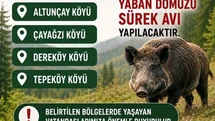 Akçakoca’da Yaban Domuz Avı Düzenlenecek
