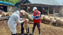 Halk Elinde Küçükbaş Hayvan Islahı Projesi Afyonkarahisar'da Devam Ediyor