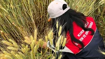 Kırklareli'nde Süne Mücadelesi Devam Ediyor