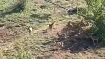 Elazığ'da Dağ Keçileri Görüntülendi