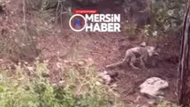 Mersin Kırsalında Bitkin Haldeki Kurt Görüntülendi: Yetkililerden Kurdun Sağlık Durumuyla İlgili İnceleme Bekleniyor