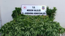Mersin'de Kenevir Ekimi Operasyonu