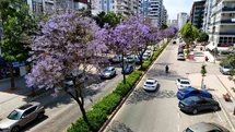 Adana'da Jakarandalar Çiçek Açtı