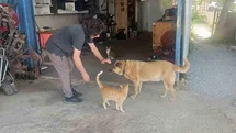 Antalya'da Gözleri Görmeyen Köpeğe Bakıyor