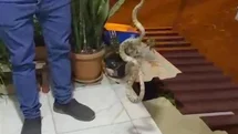 Antalya'da Yılan Panik Yarattı